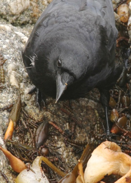crow-cmaparsons